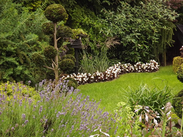 Begonia stale kwitnąca. Kwitnie od czerwca do samych przymrozków. 