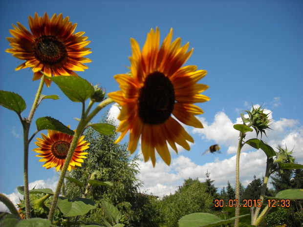 Bez słonecznika to nie ogród.
