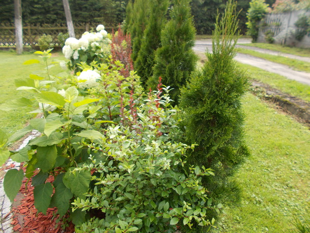 C.d. Latem na nowej rabatce z hortensjami  drzewiastymi Anabell,tutaj w bieli.