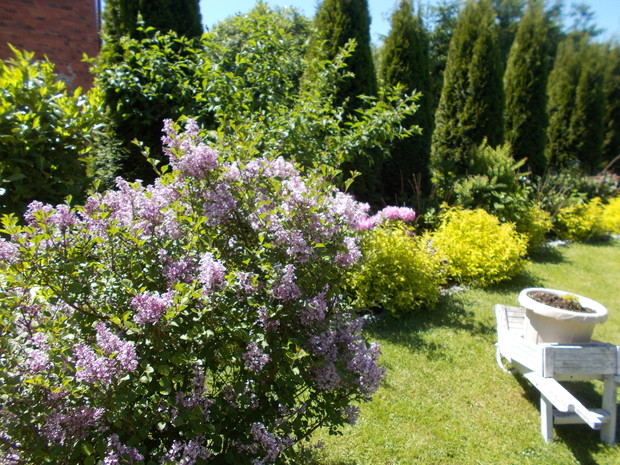 C.d  Llak i rabata z rododendronami.