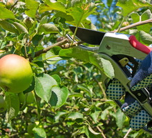 Cięcie uzupełniające najlepiej przeprowadzić na przełomie lipca i sierpnia (zdj.: Fotolia.com)