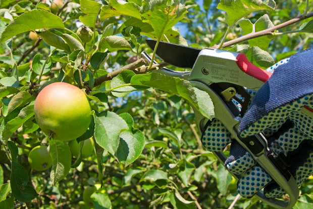 Cięcie uzupełniające najlepiej przeprowadzić na przełomie lipca i sierpnia (zdj.: Fotolia.com)