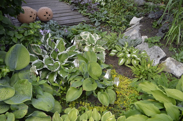 Ciemniejsza strona działki.