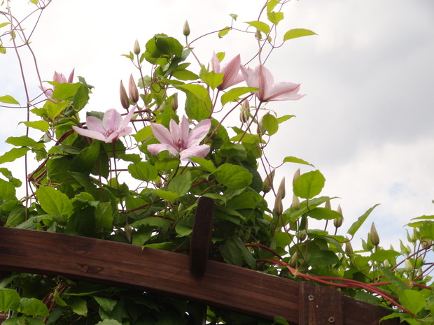 Clematis JPII