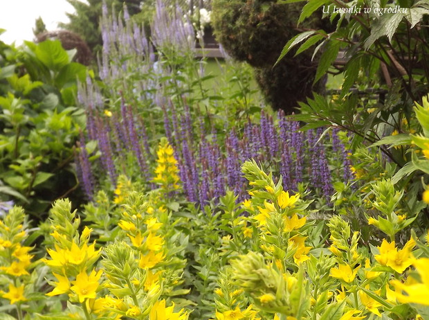 Cudny duet. Tojeść kropkowana i szałwia omszona.