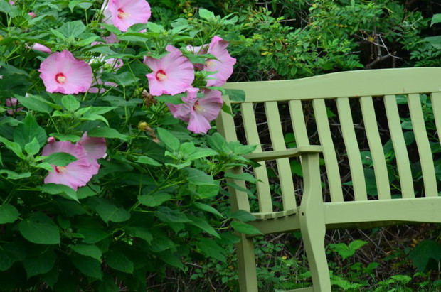 Czas na hibiskusy 