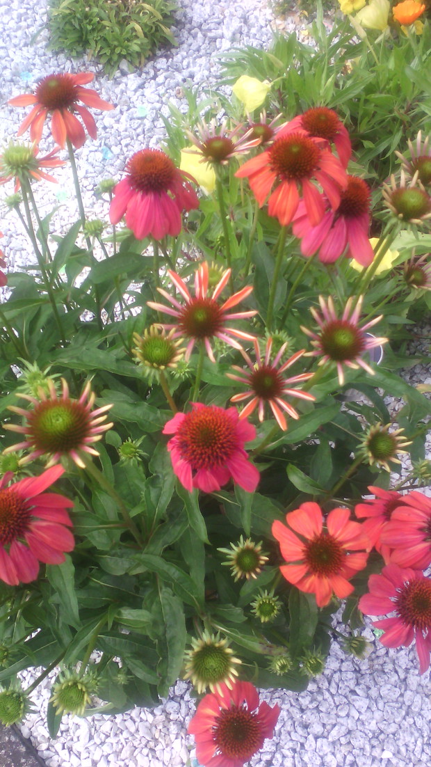 Czerwień ostróżki na tle białych kamyczków