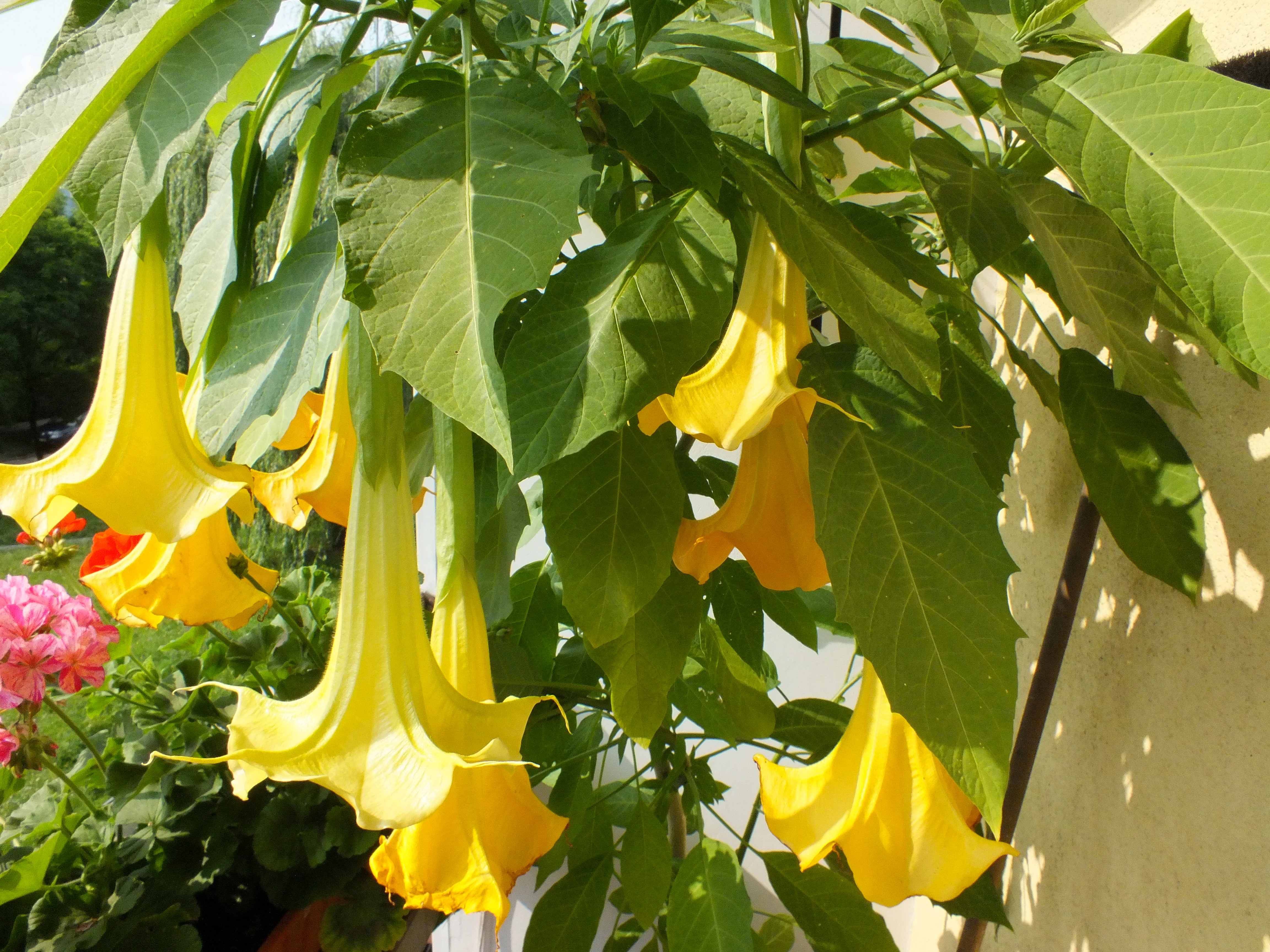 Datura - kiedy zakwitnie trudno od niej oderwać wzrok