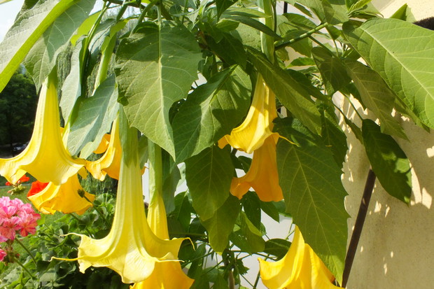 Datura - kiedy zakwitnie trudno od niej oderwać wzrok