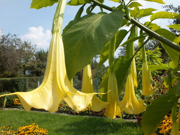 Datury ulubione kwiaty męża