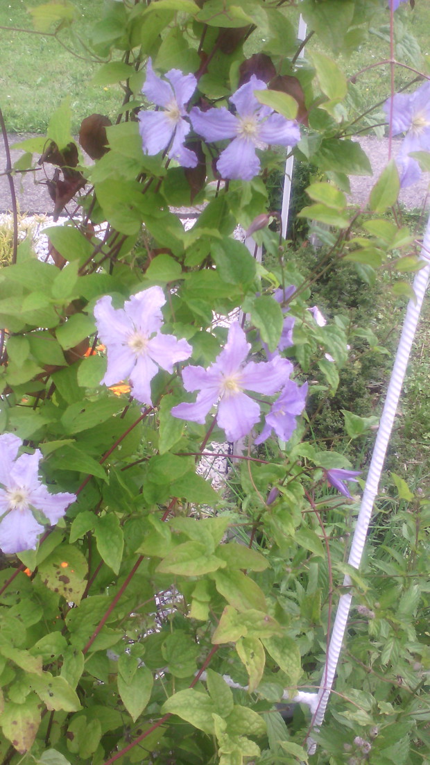 Delikatne kwiaty powojnika