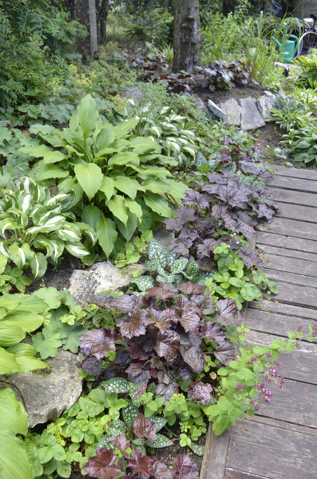 Dla każdego znajdzie się miejsce- poziomka w otoczeniu host, miodunek, przywrotników i żurawek.