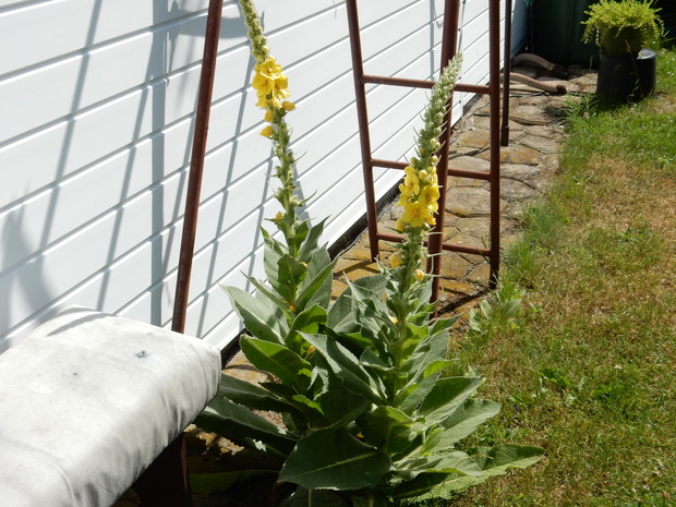 Dziewanna, przyszła sama i rozgościła się na kamieniach.