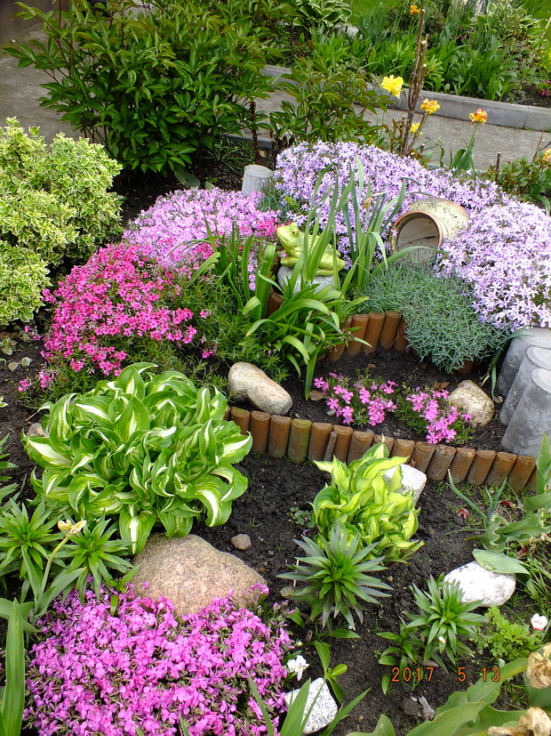 Floksy w pełnym rozkwicie