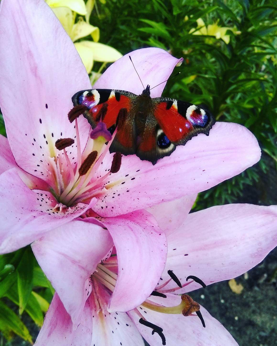 Fragment mojej dzialki z rabatka kwiatowa.