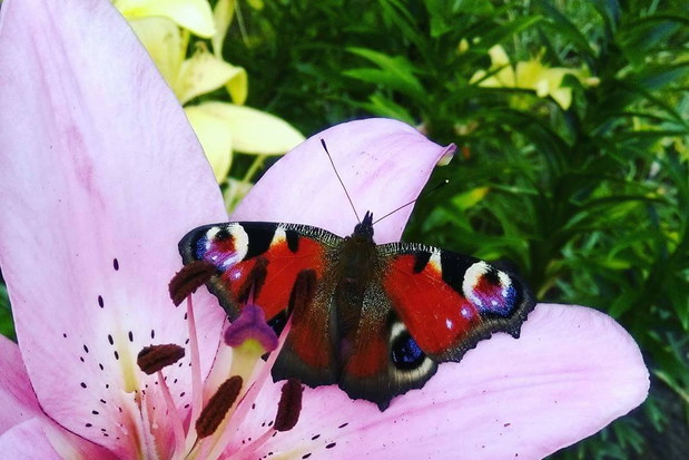 Fragment mojej dzialki z rabatka kwiatowa.