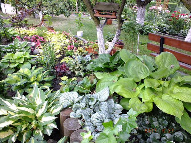 Funkie – niezastąpione rośliny do cienia, uważam, że to byliny idealne, bo przez kilka miesięcy zdobią pięknymi okazałymi liśćmi w różnych odcieniach zieleni.