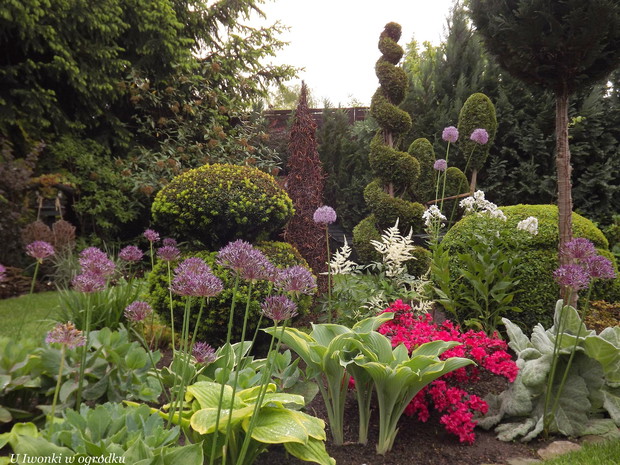 Funkie, ozdobne czosnki, azalia i cudne białe tawuły. 