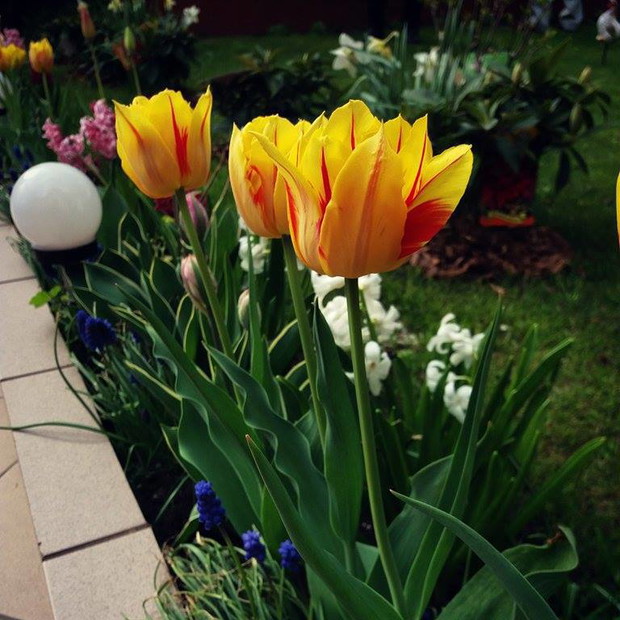 gdy na niebie brakuje słońca wystarczy spojrzeć na piękny kolor tulipanów