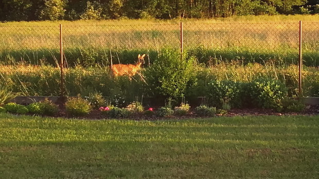 Goście zaglądają do ogrodu