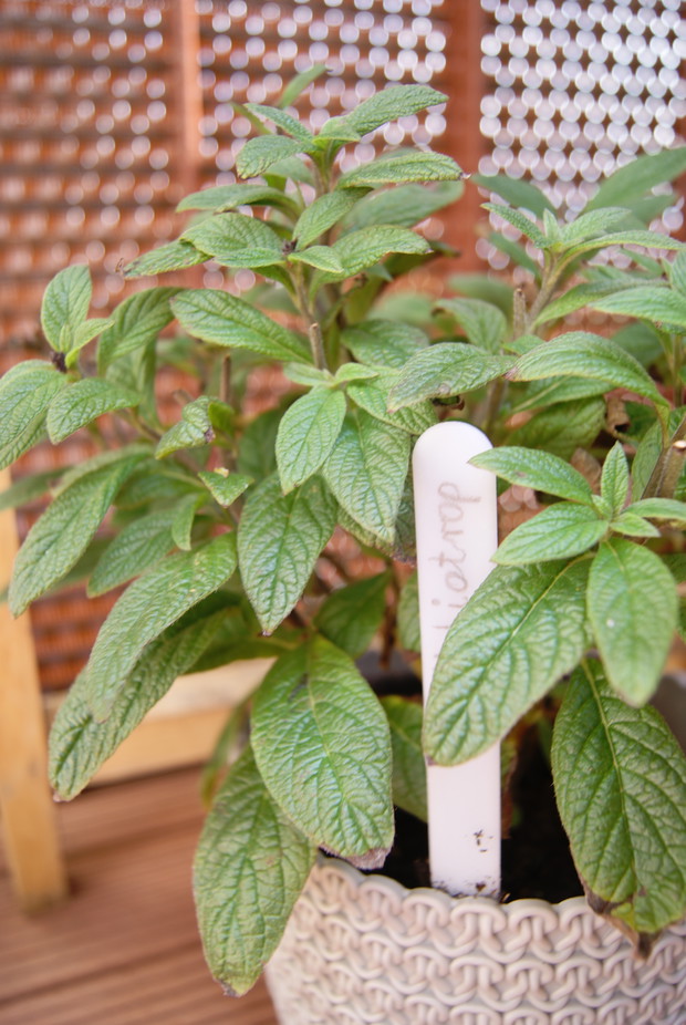 Heliotrop intensywnie pachnący. 