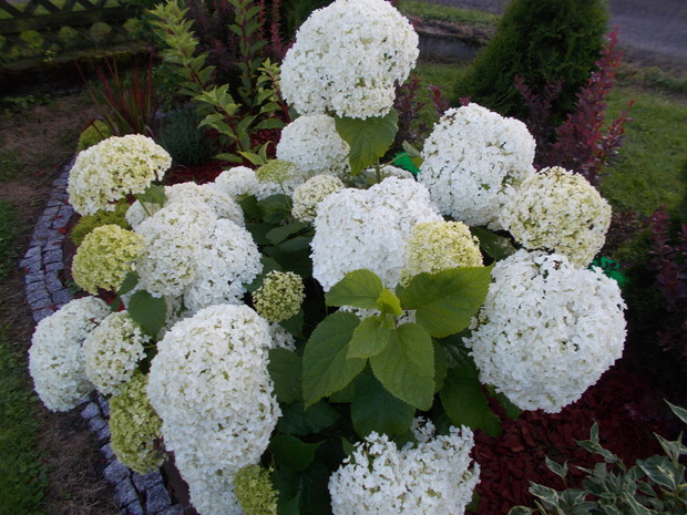 Hortensja drzewiasta Anabell.