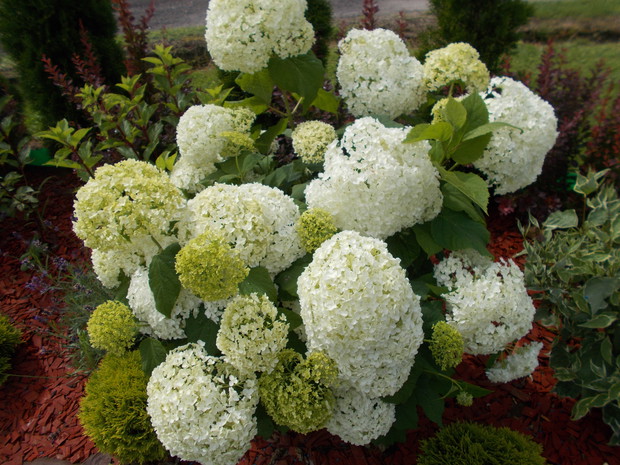 Hortensja drzewiasta Anabell.