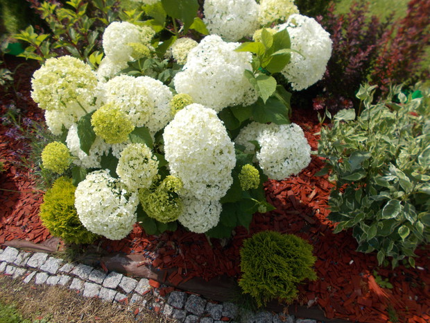 Hortensja drzewiasta Anabell.