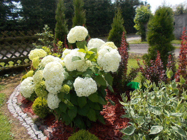 Hortensja drzewiasta Anabell.