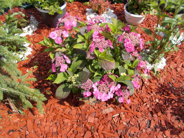 Hortensja na nowej rabatce w ksztalcie koła.