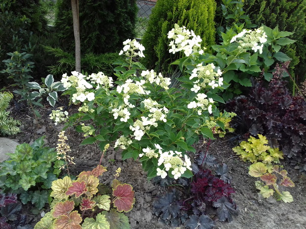 Hortensjaz żurawkami