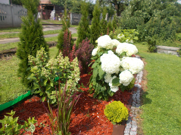 Hortensje drzewiasta Anabellna i bukietowa Pinky Winky nowej rabatce.