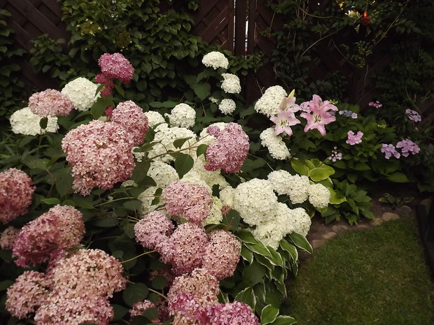 Hortensje - moja kwiatowa elita.