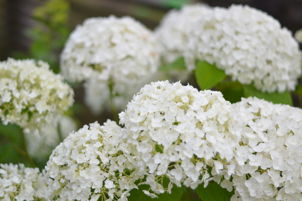 Hortensje zdobią ogród od pierwszej połowy lipca, aż do jesieni . Na zdjęciu hortensja krzewiasta 'Anabell'.