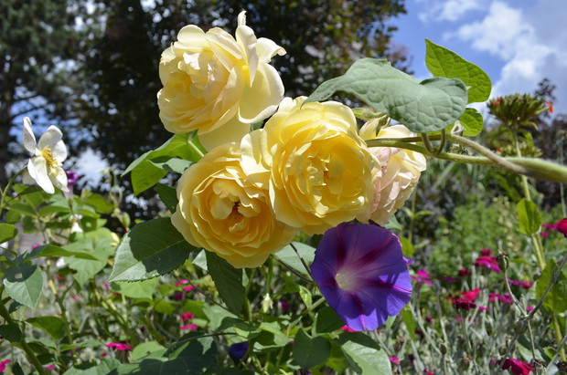 ,,Iść, ciągle iść w stronę słońca"