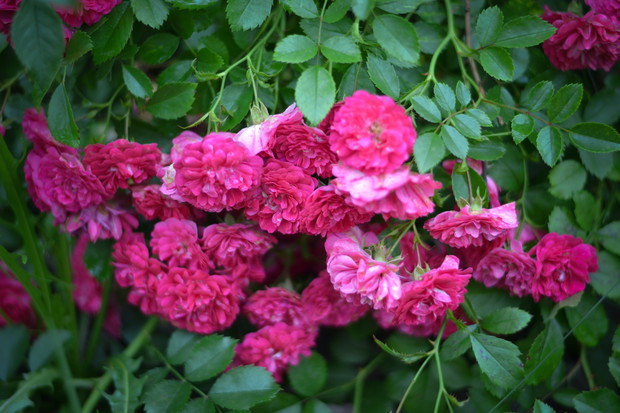 Jedna z róż okrywowych, która co roku inaczej zakwita. Nie wiem dokładnie od czego to zależy, ale ta róża w zeszłym roku miała żółte środki, a w tym roku ma całe różowe kwiaty. 