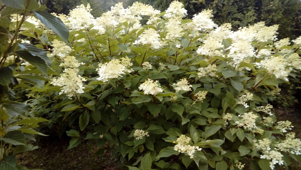 jedna z wielu hortensji