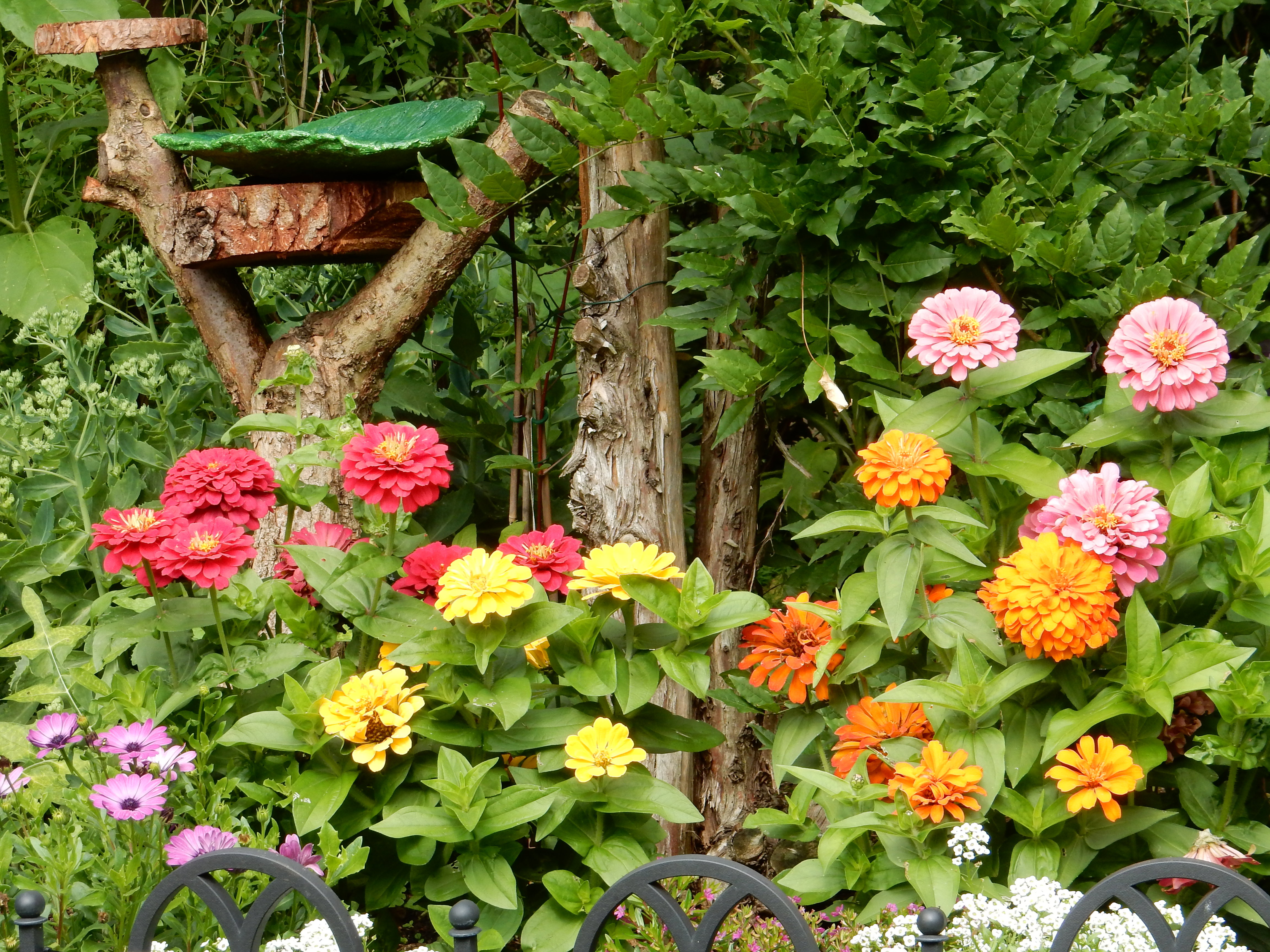 Jednoroczna cynia w tym roku pokazała swoją krasę.