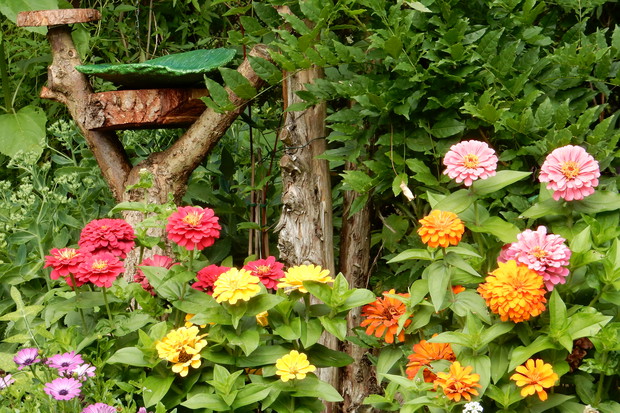 Jednoroczna cynia w tym roku pokazała swoją krasę.