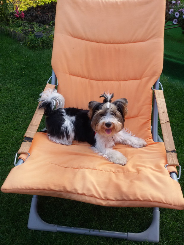 Jest i coś dla przyjaciela czworonoga