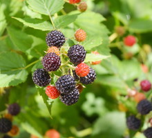 Jeżyna bezkolcowa (Rubus fruticosus) rośnie bardzo silnie, należy przez to pamiętać o regularnym skracaniu najbardziej ekspansywnych pędów (zdj.: Fotolia.com)