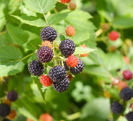 Jeżyna bezkolcowa (Rubus fruticosus) rośnie bardzo silnie, należy przez to pamiętać o regularnym skracaniu najbardziej ekspansywnych pędów (zdj.: Fotolia.com)