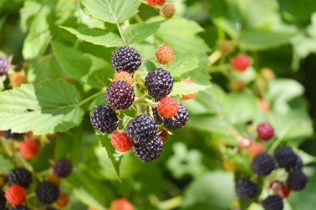 Jeżyna bezkolcowa (Rubus fruticosus) rośnie bardzo silnie, należy przez to pamiętać o regularnym skracaniu najbardziej ekspansywnych pędów (zdj.: Fotolia.com)