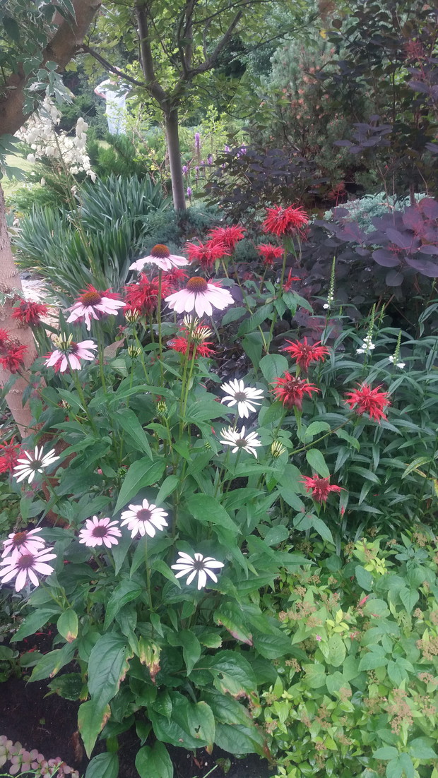 jezowka i pysznoglowka