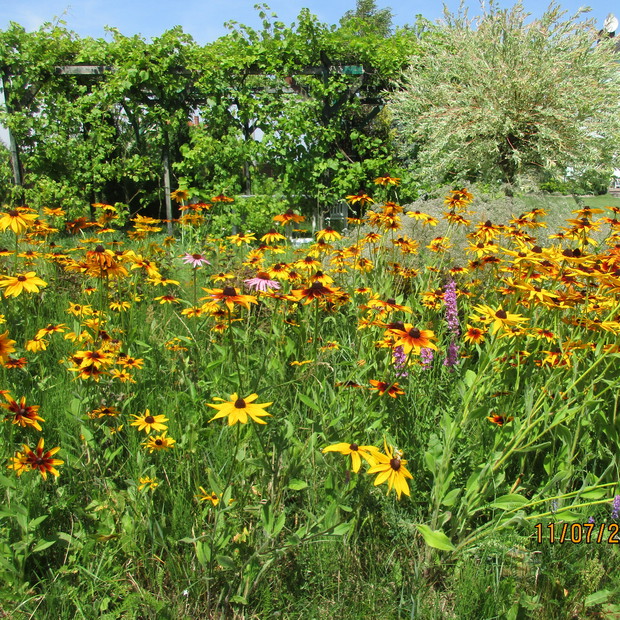 Jezowka na tle winigron