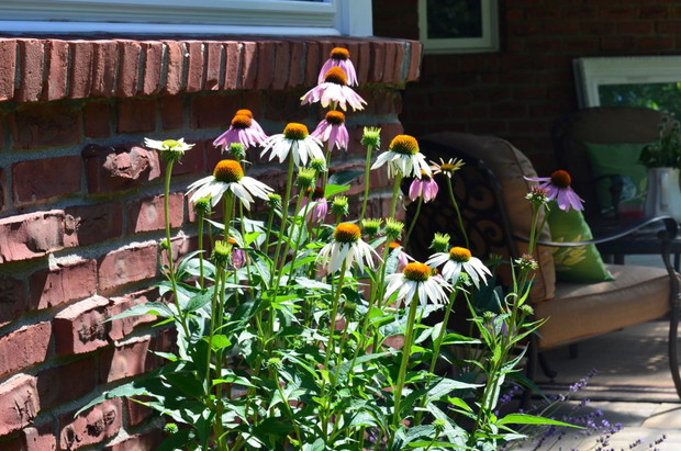 Jeżówki które prawie zaglądają do okna 