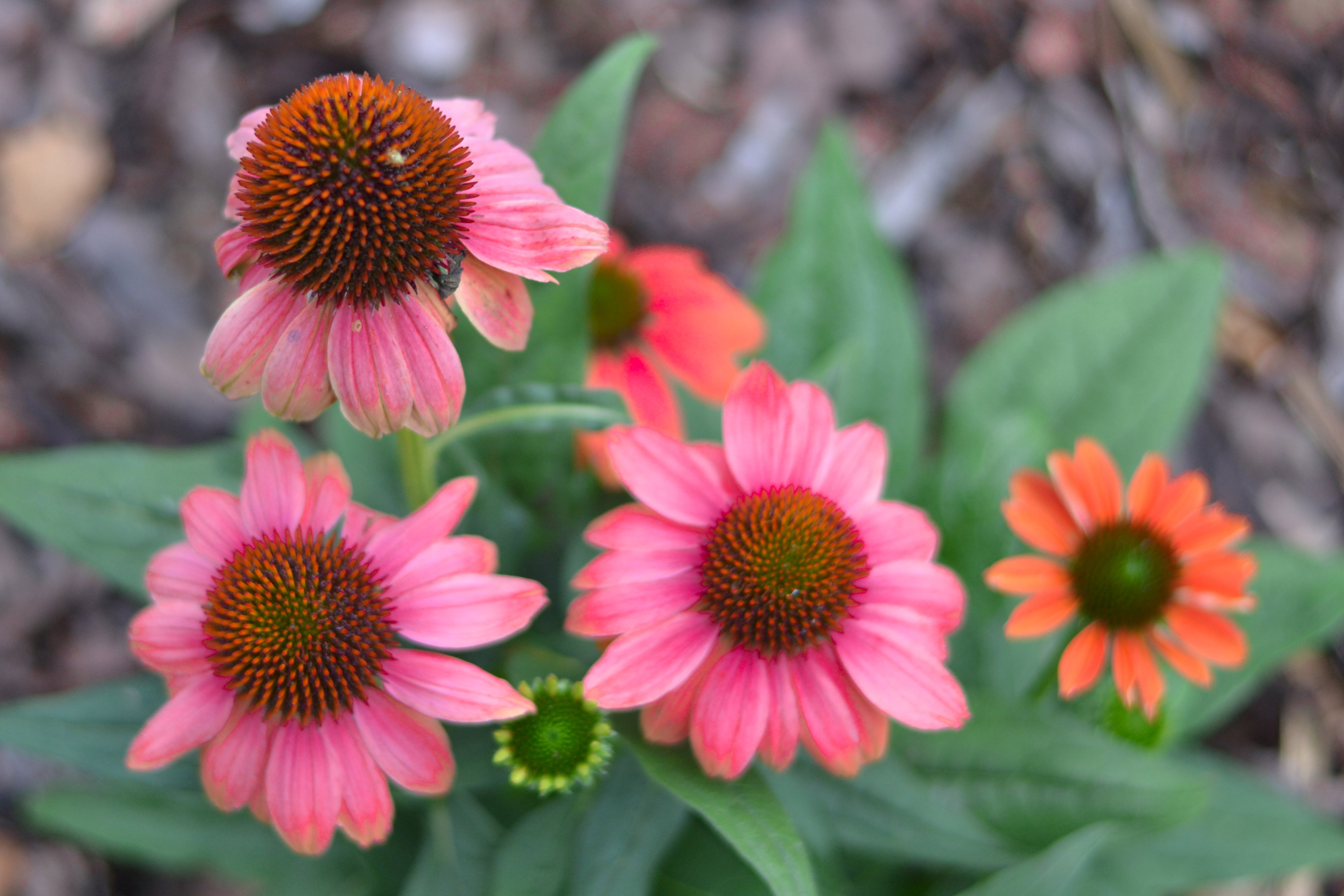 Jeżówki są coraz bardziej popularne. Przyszły z ogródków naszych babć razem z rudbekiami, słonecznikami czy krwawnikami. Zdobią nie tylko ogródki przydomowe ale i obszary miejskie. Przyciągają owady i wzrok przechodniów. 