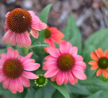 Jeżówki są coraz bardziej popularne. Przyszły z ogródków naszych babć razem z rudbekiami, słonecznikami czy krwawnikami. Zdobią nie tylko ogródki przydomowe ale i obszary miejskie. Przyciągają owady i wzrok przechodniów.