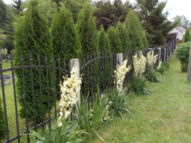 juki przy ogrodzeniu