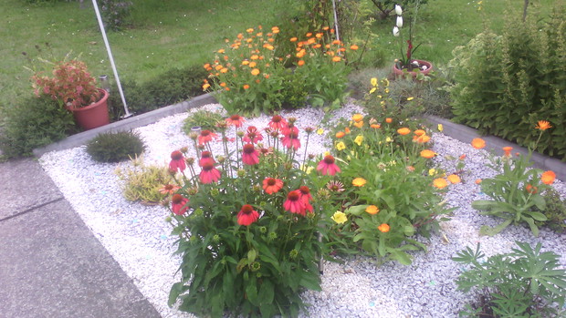 Kamyczkowa oaza roślin